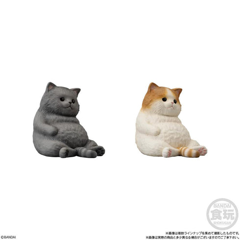 『ねこ』【食玩】もっちりころりん♪【BOX】