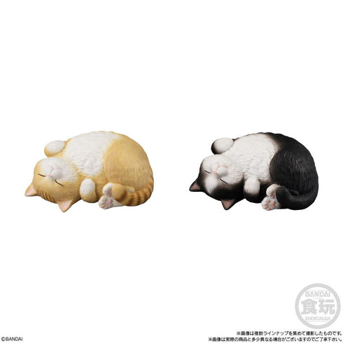 『ねこ』【食玩】もっちりころりん♪【BOX】
