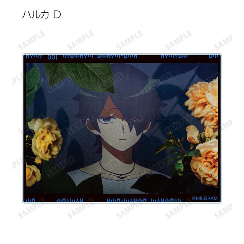 『MILGRAM -ミルグラム-』トレーディング MV アクリルカード ハルカ 『弱肉共食』(単位/BOX)【202601再販】