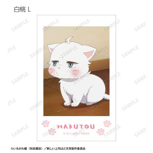 『新しい上司はど天然』トレーディング 白桃オンリー 場面写インスタントカメラ風イラストカード(単位/BOX)