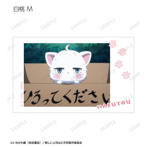 『新しい上司はど天然』トレーディング 白桃オンリー 場面写インスタントカメラ風イラストカード(単位/BOX)