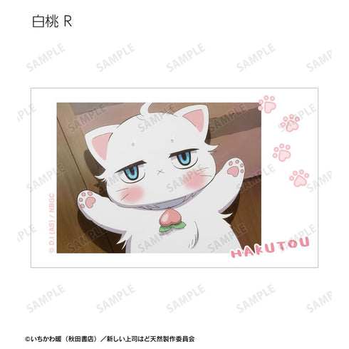 『新しい上司はど天然』トレーディング 白桃オンリー 場面写インスタントカメラ風イラストカード(単位/BOX)