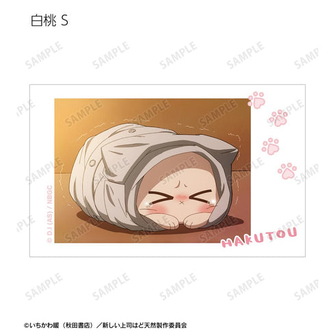 『新しい上司はど天然』トレーディング 白桃オンリー 場面写インスタントカメラ風イラストカード(単位/BOX)