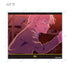 『MILGRAM -ミルグラム-』トレーディング MV アクリルカード ムウ『ペイン』(単位/BOX)【202606再販】