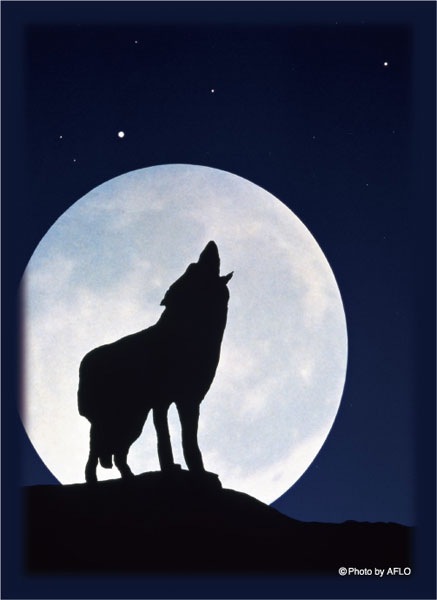 ブロッコリーハイブリッドスリーブ 「月下の孤影」2025 パック