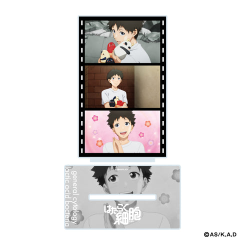 『はたらく細胞』場面写アクリルスタンド<一般細胞&乳酸菌>