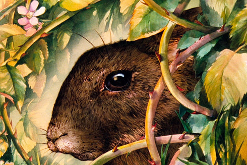 【Blu-ray】ウォーターシップ・ダウンのうさぎたち HDリマスター版